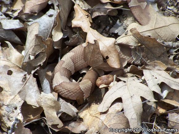 Broad-banded Copperhead (Agkistrodon contortrix laticinctus)