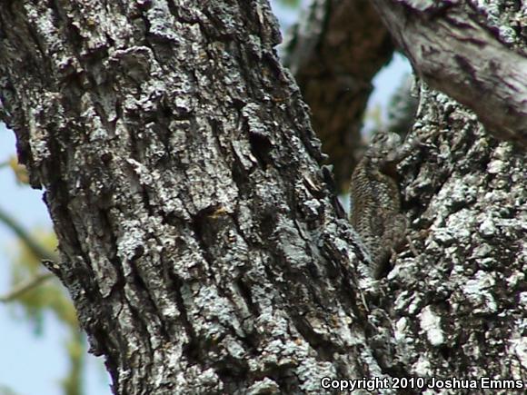 Texas Spiny Lizard (Sceloporus olivaceus)