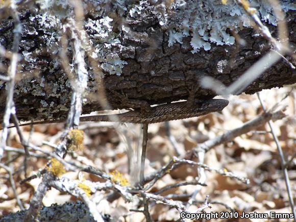 Texas Spiny Lizard (Sceloporus olivaceus)