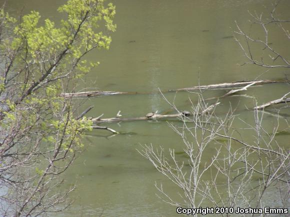 Red-eared Slider (Trachemys scripta elegans)