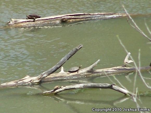 Red-eared Slider (Trachemys scripta elegans)