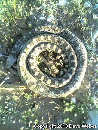 Sonoran Gopher Snake (Pituophis catenifer affinis)