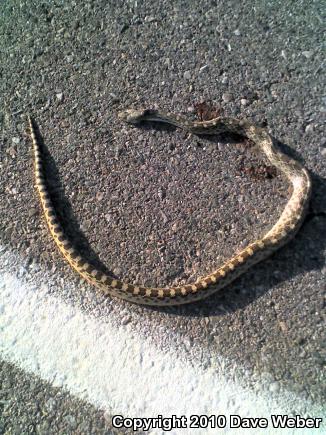 Sonoran Gopher Snake (Pituophis catenifer affinis)