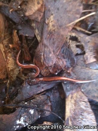 Eastern Red-backed Salamander (Plethodon cinereus)