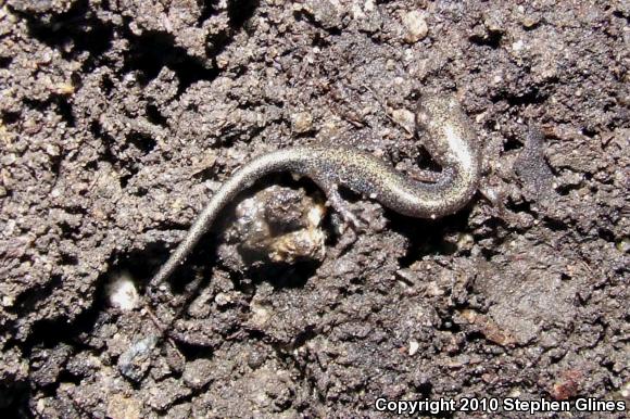 Eastern Red-backed Salamander (Plethodon cinereus)