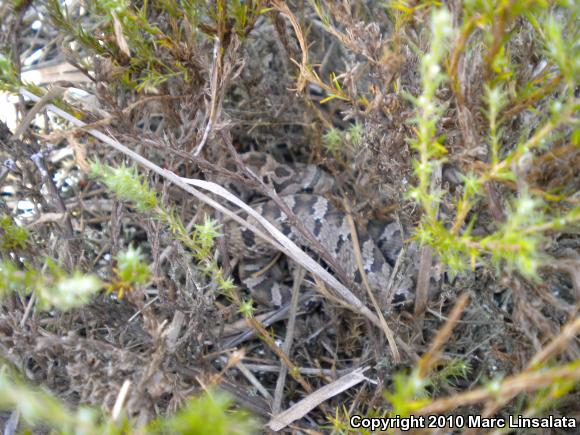 Eastern Hog-nosed Snake (Heterodon platirhinos)