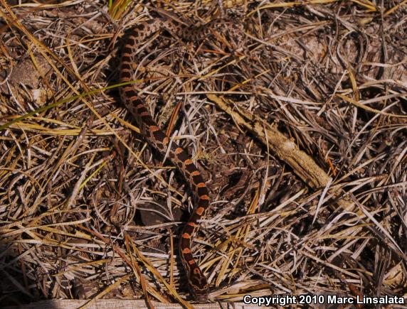 Red Cornsnake (Pantherophis guttatus)