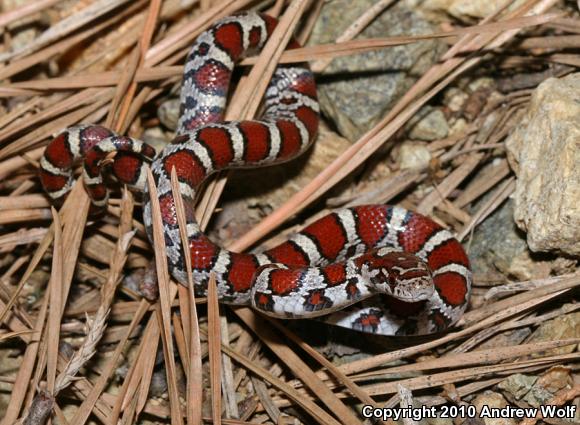 Eastern Milksnake (Lampropeltis triangulum triangulum)