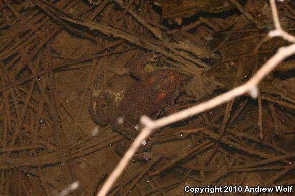 Eastern American Toad (Anaxyrus americanus americanus)