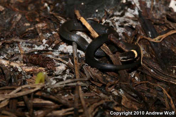 Northern Ring-necked Snake (Diadophis punctatus edwardsii)