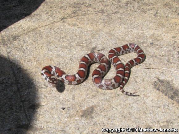 Eastern Milksnake (Lampropeltis triangulum triangulum)