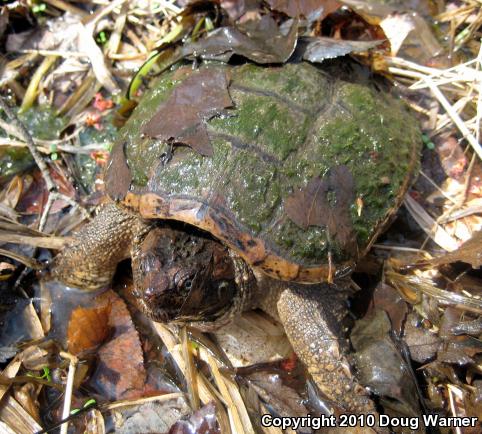 Eastern Snapping Turtle (Chelydra serpentina serpentina)