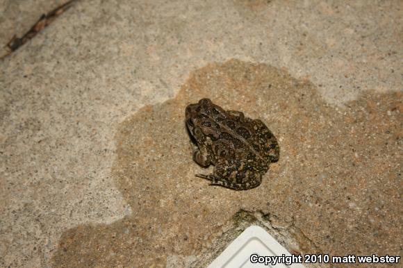 Fowler's Toad (Anaxyrus fowleri)