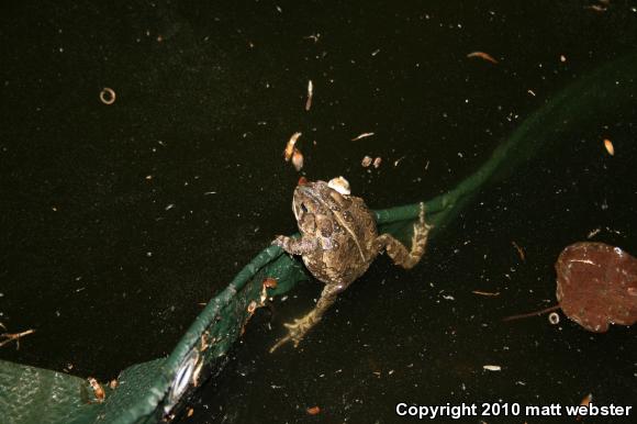 Fowler's Toad (Anaxyrus fowleri)