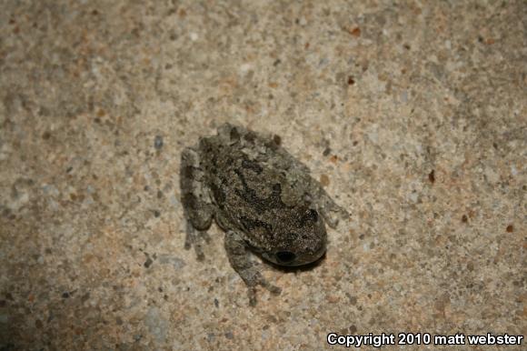 Gray Treefrog (Hyla versicolor)