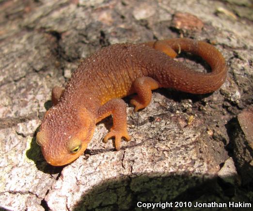 Coast Range Newt (Taricha torosa torosa)