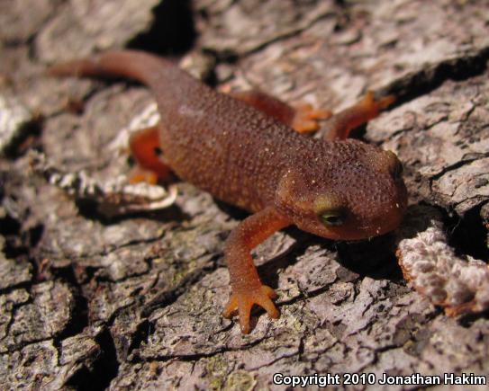 Coast Range Newt (Taricha torosa torosa)