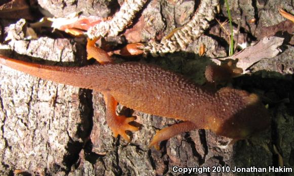 Coast Range Newt (Taricha torosa torosa)