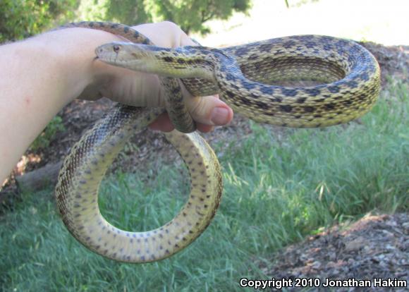 San Diego Gopher Snake (Pituophis catenifer annectens)