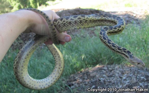 San Diego Gopher Snake (Pituophis catenifer annectens)