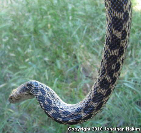 San Diego Gopher Snake (Pituophis catenifer annectens)