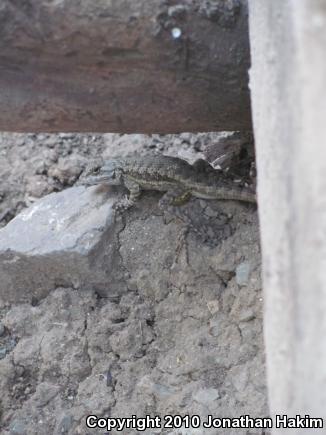 Great Basin Fence Lizard (Sceloporus occidentalis longipes)