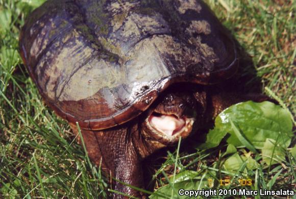 Eastern Snapping Turtle (Chelydra serpentina serpentina)