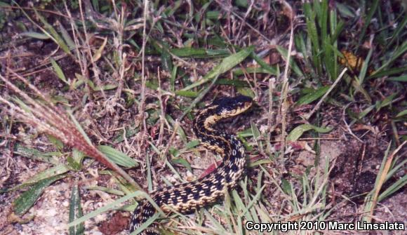 Eastern Gartersnake (Thamnophis sirtalis sirtalis)