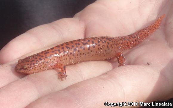 Northern Red Salamander (Pseudotriton ruber ruber)