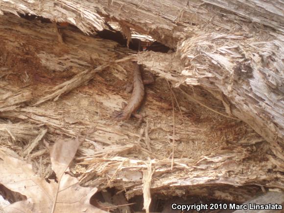 Eastern Fence Lizard (Sceloporus undulatus)