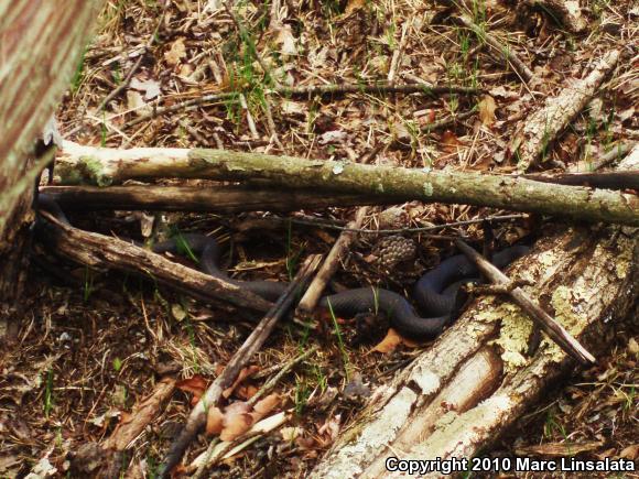 Northern  Black Racer (Coluber constrictor constrictor)