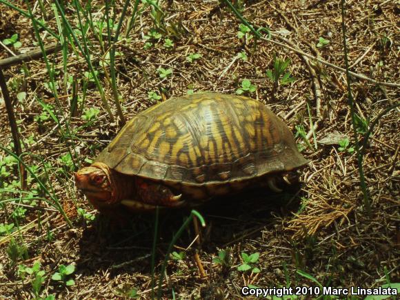 Eastern Box Turtle (Terrapene carolina carolina)