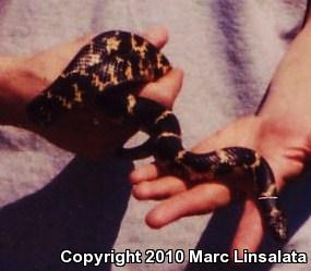 Eastern Kingsnake (Lampropeltis getula getula)