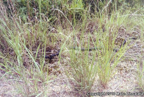 Northern  Black Racer (Coluber constrictor constrictor)