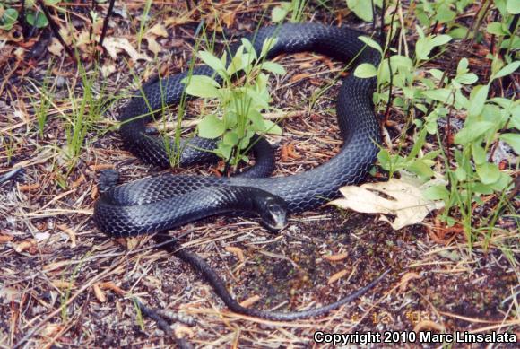 Northern  Black Racer (Coluber constrictor constrictor)