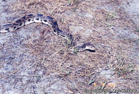 Northern Pinesnake (Pituophis melanoleucus melanoleucus)