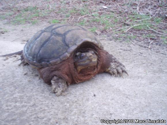 Eastern Snapping Turtle (Chelydra serpentina serpentina)