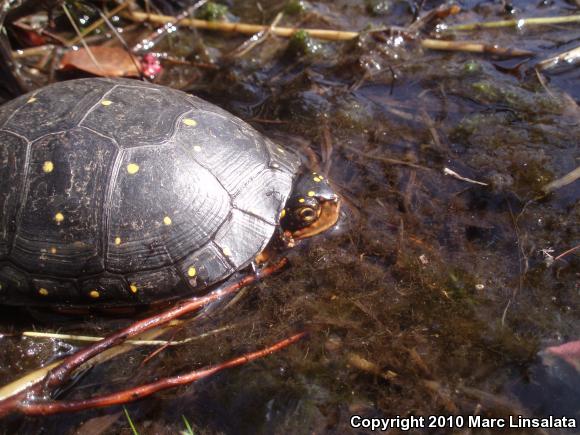 Spotted Turtle (Clemmys guttata)