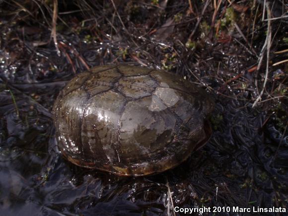 Eastern Mud Turtle (Kinosternon subrubrum)