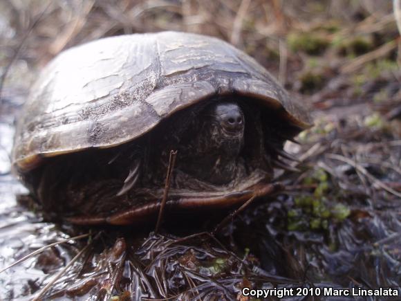 Eastern Mud Turtle (Kinosternon subrubrum)