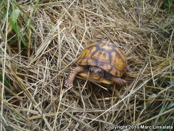 Eastern Box Turtle (Terrapene carolina carolina)