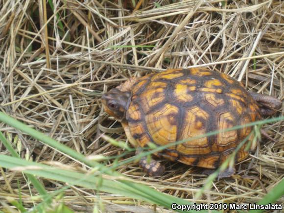 Eastern Box Turtle (Terrapene carolina carolina)