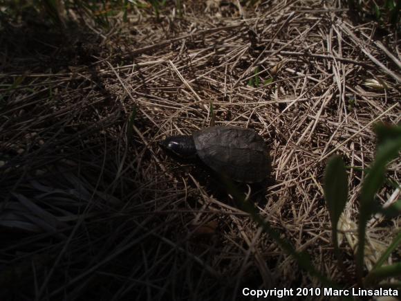 Eastern Musk Turtle (Sternotherus odoratus)