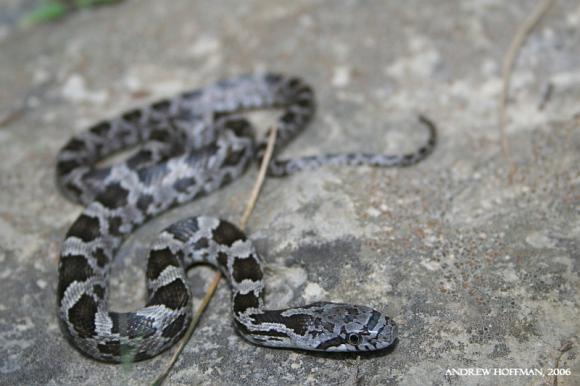 Black Ratsnake (Pantherophis obsoletus)