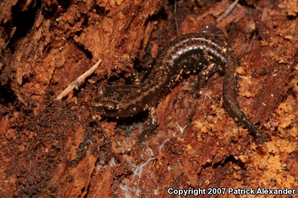 Sacramento Mountains Salamander (Aneides hardii)