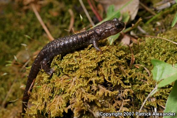 Sacramento Mountains Salamander (Aneides hardii)