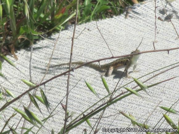 Western Side-blotched Lizard (Uta stansburiana elegans)