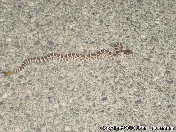 Southern Pacific Rattlesnake (Crotalus oreganus helleri)