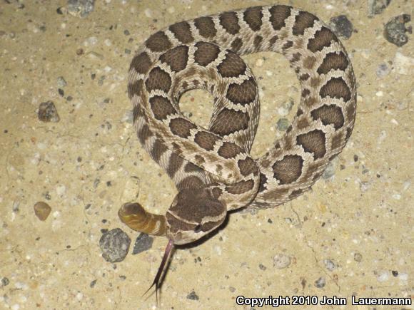 Southern Pacific Rattlesnake (Crotalus oreganus helleri)