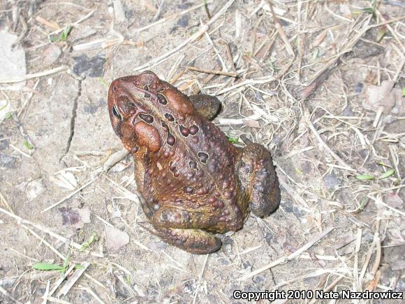 Eastern American Toad (Anaxyrus americanus americanus)